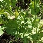 Papaver somniferum Habit