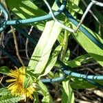 Inula britannica Levél