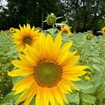 Helianthus giganteusBlüte