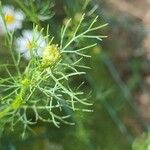 Tripleurospermum inodorum Blatt