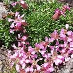 Saponaria pumila Flower