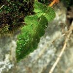 Woodsia alpina Drugo