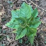 Physalis longifolia Leaf