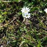 Cerastium arvense Habitus