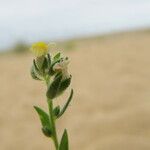 Linaria arenaria Autre