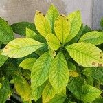 Gardenia jasminoides Leaf