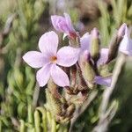 Campylanthus salsoloides Flor
