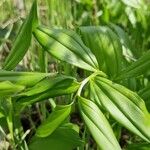 Polygonatum latifolium 葉