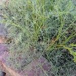 Ferulago ternatifolia