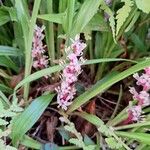 Reineckea carnea Flor