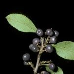 Schinus patagonica Plod