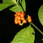 Psychotria racemosa Ffrwyth