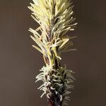 Carex ericetorum Õis