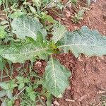 Solanum aculeatissimumLapas