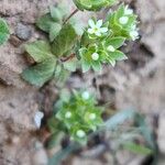 Androsace maxima Habit