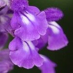 Salvia farinacea Blomma