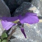 Viola cenisia Flor