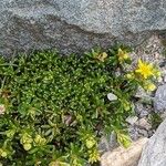 Saxifraga aizoides Hábitos