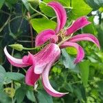 Clematis texensis Flower
