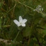 Silene latifoliaOther