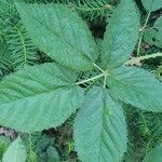 Rubus macrophyllus Blad