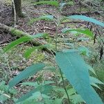 Helianthus divaricatus Habit