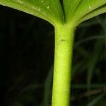 Trillium flexipes 樹皮