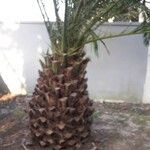 Phoenix canariensis പുറംതൊലി