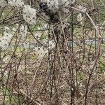 Clematis tangutica Habitat