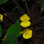 Begonia adpressa Bloem