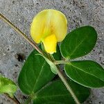 Zornia reticulata Φύλλο