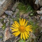 Doronicum clusii Flower