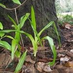 Crinum asiaticumഇല