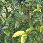 Ligustrum lucidum Листок