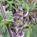 Salvia verbenaca Blüte