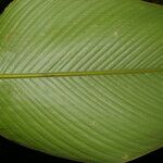 Calathea lasiostachya Hoja