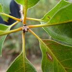 Quercus canbyi Coajă