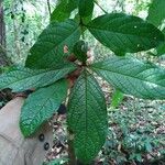 Cordia nodosa Blatt