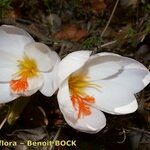 Crocus cancellatus ফুল