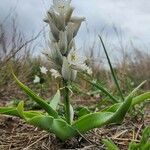 Chlorophytum tuberosum 花