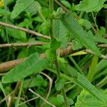 Pavonia hastata 葉