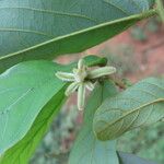 Monanthotaxis trichocarpa Frucht