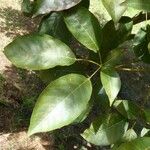 Tabebuia rosea Leaf