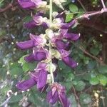 Mucuna pruriens Flower