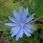 Cichorium endiviaКветка