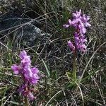 Orchis olbiensis Агульны выгляд