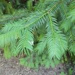 Torreya nucifera 叶