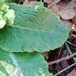 Primula veris Fulla