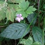 Geranium robertianumঅন্যান্য