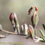 Campylanthus salsoloides Otro